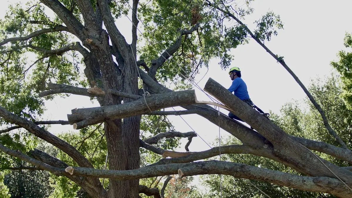 Professional Hazardous Tree Removal performed by certified arborists in Cement City